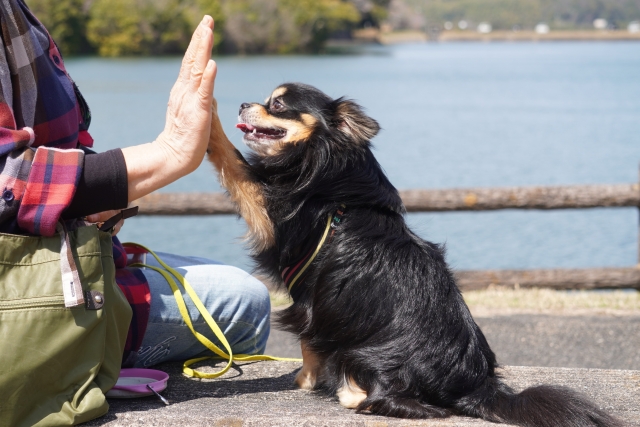 しつけされた犬の画像